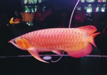 極品紅龍魚驚現成都