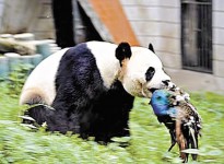 大熊貓捕殺入侵孔雀