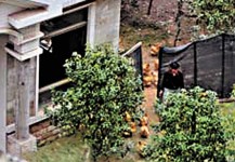 番禺3000萬別墅養雞不住人