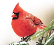 陰陽憤怒鳥雌雄同體