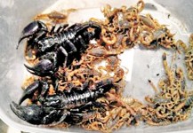 深圳發展商放毒蠍迫遷