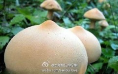 最色情的蘑菇(18+)