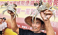 廣州商爆料 陽澄湖大閘蟹多「洗澡蟹」