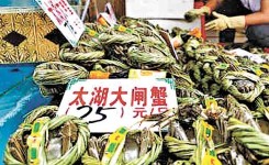 廣州商爆料 陽澄湖大閘蟹多「洗澡蟹」