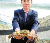 1斤重大閘蟹　標價 15萬