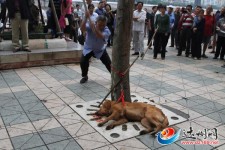 金毛犬當眾被活活打死！