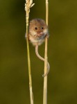 可愛的動物(1)