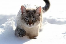 可愛的動物(1)