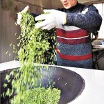 500克賣 18萬  龍井頭茶比金貴