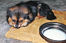 主人去世  忠犬不吃不喝 12天
