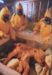 冰封4.2萬年猛犸象幼仔遺骸香港展出