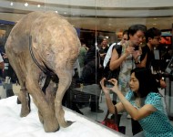 冰封4.2萬年猛犸象幼仔遺骸香港展出