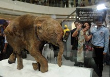 冰封4.2萬年猛犸象幼仔遺骸香港展出