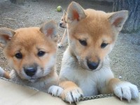 『柴犬』桌布１