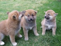 『柴犬』桌布１