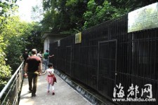 福建動物園豹子咬死飼養員原因查明：籠舍未關