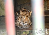 福建動物園豹子咬死飼養員原因查明：籠舍未關