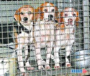 男主人猝死20天，3犬吃掉屍體醫肚