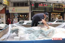 大龍躉被漁民捕獲，油麻地食肆供老饕享用！