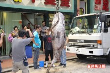 大龍躉被漁民捕獲，油麻地食肆供老饕享用！