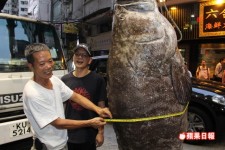 大龍躉被漁民捕獲，油麻地食肆供老饕享用！