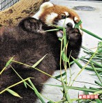 4小熊貓30日見遊客