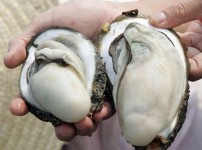 補腎、美容、補男女氣血、令肌膚細嫩，你知道是什麼嗎？