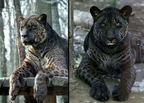17種你從來不知道存在這世界上的「完美混血神獸」。