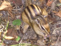 beautiful animal