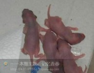 女孩意外怀孕，肚里竟有二十多条老鼠!