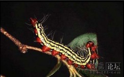 美丽还是恶心？
