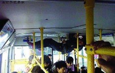 网友曝光“现实版蜘蛛侠售票员”
