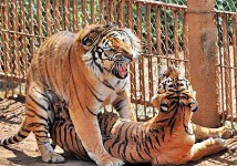遼寧東北虎咬人 動物園關閉