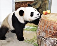 兩大熊貓抵澳洲