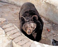 搶食黑熊咬死飼養員