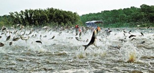 海水酸度暴升　三文魚將絕種