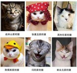 明星家的猫长的就是像明星