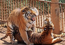 吉林禁獵殺 野生東北虎