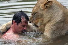 與獅共泳