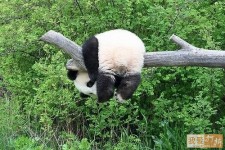~ 知道為什麼熊貓能勘稱國寶嗎~ 答案在這裡 ~