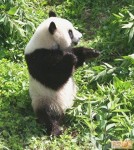 ~ 知道為什麼熊貓能勘稱國寶嗎~ 答案在這裡 ~