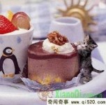 世界上最小的猫咪、只有草莓那么大