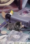 世界上最小的猫咪、只有草莓那么大