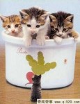世界上最小的猫咪、只有草莓那么大
