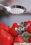 世界上最小的猫咪、只有草莓那么大