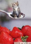 世界上最小的猫咪、只有草莓那么大