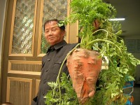 巨型植物
