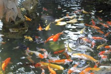 荃灣園玄學院