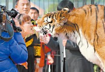蘇州女郎「人虎接吻」