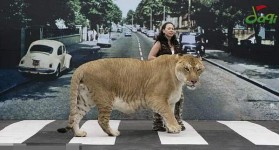 帶隻大貓去街街